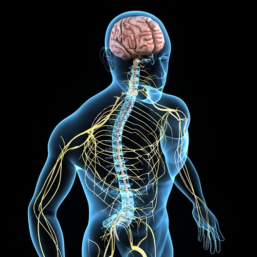 How Does Diabetes Affect The Nervous System